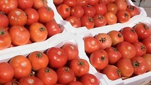 الزراعة تعود لتصدير محصول البندورة بعد توقف مؤقت في السوق