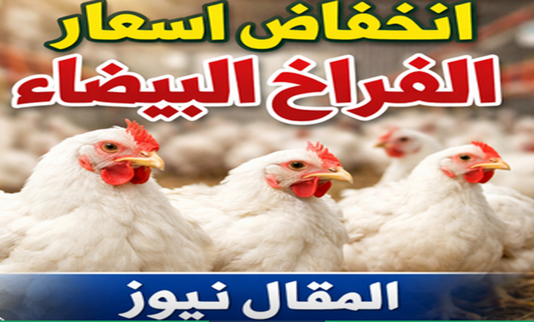 الفراخ البيضاء اليوم في مصر أسعار وأسواق اللحوم الطازجة وأبرز التغيرات الجديدة