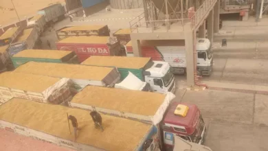 الوادي الجديد تتصدر مصر في حصاد القمح لعام 2023