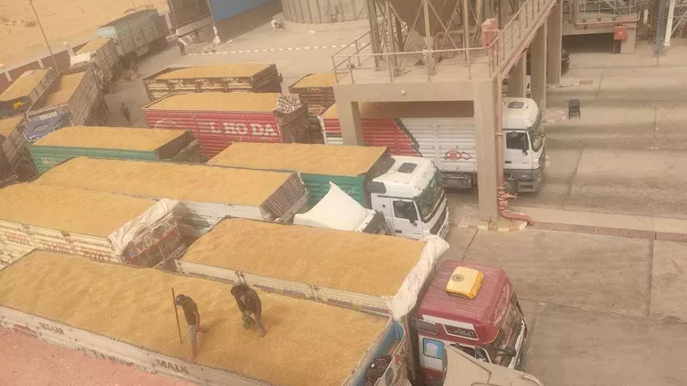 الوادي الجديد تتصدر مصر في حصاد القمح لعام 2023