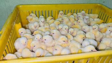 انخفاض أسعار الأربو والكتاكيت والبط يشهد تغييرات ملحوظة في بورصة الدواجن اليوم الثلاثاء