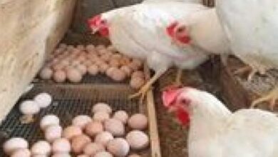 انخفاض أسعار البيض والدواجن في مصر مع ارتفاع الطلب عليها خلال موسم الأعياد بشكل غير متوقع