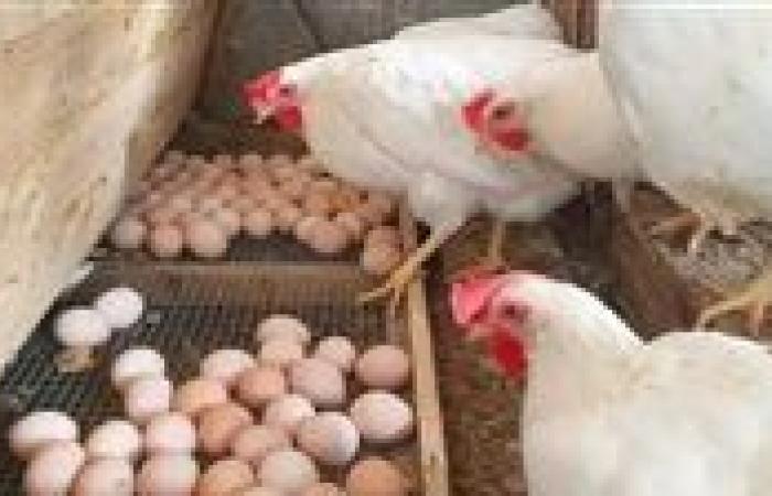 انخفاض أسعار البيض والدواجن في مصر مع ارتفاع الطلب عليها خلال موسم الأعياد بشكل غير متوقع