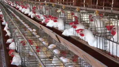 انخفاض أسعار الدواجن وارتفاع أسعار البيض يسيطران على الأسواق يوم الاثنين ضمن تقلبات غير مسبوقة