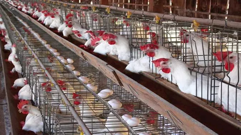 انخفاض أسعار الدواجن وارتفاع أسعار البيض يسيطران على الأسواق يوم الاثنين ضمن تقلبات غير مسبوقة