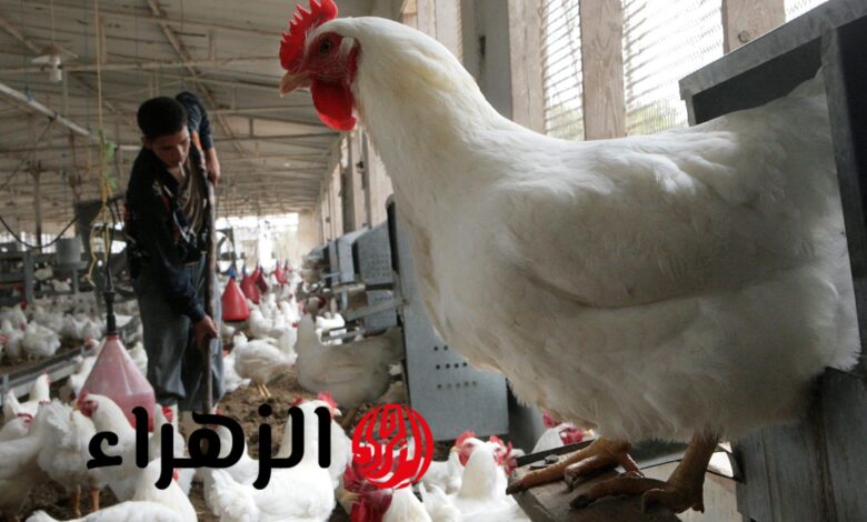 انخفاض أسعار الدواجن والبيض اليوم مفاجأة سعر كيلو البانية يزف سعادة للمستهلكين