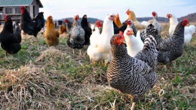 انخفاض أسعار الفراخ البيضاء والبلدي في الأسواق اليوم الأربعاء 15 أبريل 2026