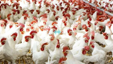 انخفاض أسعار الفراخ البيضاء والبلدي في الأسواق اليوم الجمعة 24 أبريل