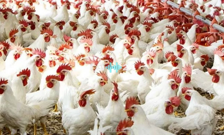 انخفاض أسعار الفراخ البيضاء والبلدي في الأسواق اليوم الجمعة 24 أبريل