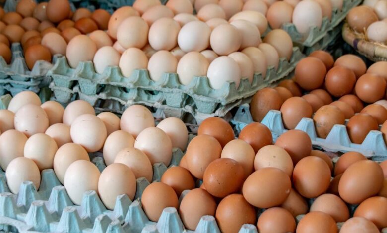 انخفاض أسعار كرتونة البيض اليوم في السوق المحلية 25 أبريل 2026