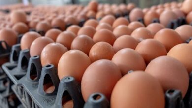 انخفاض جديد في أسعار البيض الأبيض والأحمر اليوم يصل إلى 11 جنيه في الكرتونة