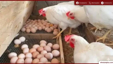 انخفاض جديد في أسعار البيض والكرتونة تصل إلى 115 جنيها اليوم