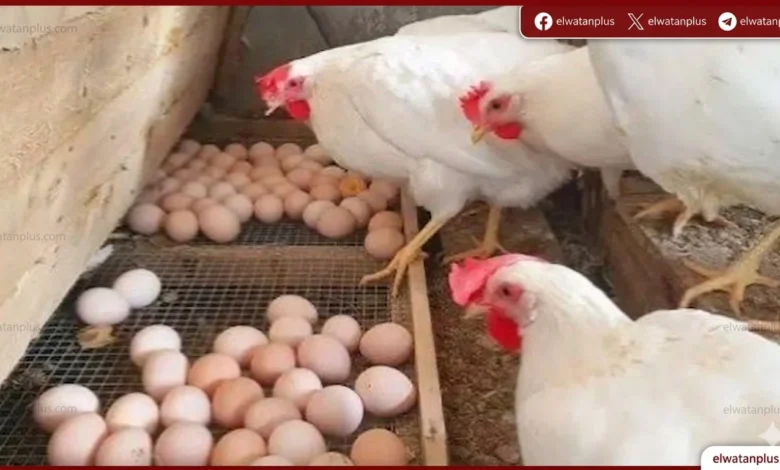 انخفاض جديد في أسعار البيض والكرتونة تصل إلى 115 جنيها اليوم