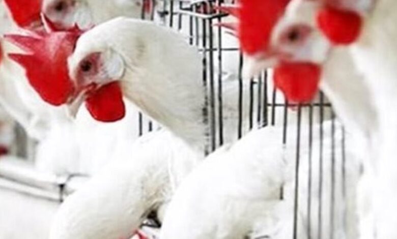 انخفاض جديد في سعر كيلو الفراخ البيضاء اليوم الاثنين 13 أبريل 2026 وأسعار الفراخ والبيض تنعكس على المستهلك والمزارع وتفاصيل هامة في أسواق الدواجن