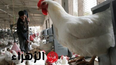 انخفاض حاد في أسعار الدواجن والبيض يسجل أول تراجع منذ العاشر والسوق تستقبل الكيلو بأسعار جديدة