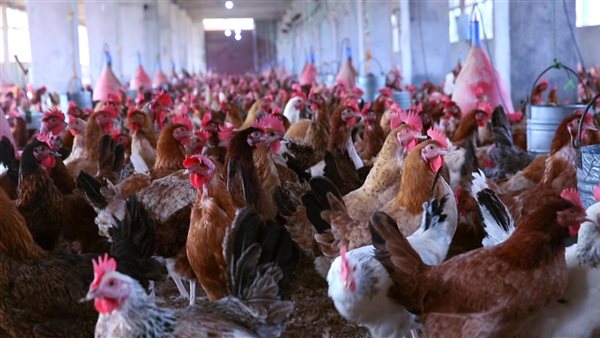 انخفاض ملحوظ في أسعار الدواجن المحلية اليوم السبت 25 أبريل 2026