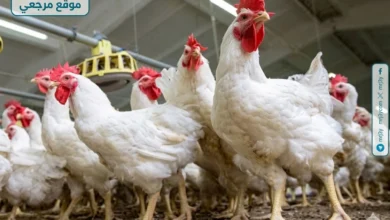 انخفاض ملحوظ في أسعار الفراخ البيضاء داخل الأسواق اليوم الاثنين 13 ابريل 2026 بشكل يفوق التوقعات