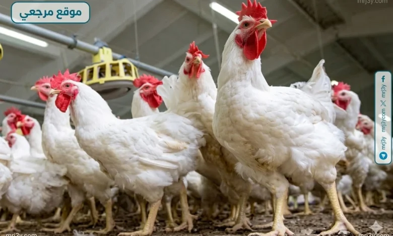 انخفاض ملحوظ في أسعار الفراخ البيضاء داخل الأسواق اليوم الاثنين 13 ابريل 2026 بشكل يفوق التوقعات