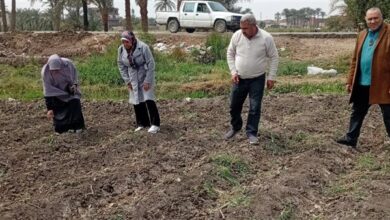 برلماني يدعو إلى إصلاح شامل لمنظومة القطن المصري