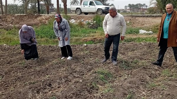 برلماني يدعو إلى إصلاح شامل لمنظومة القطن المصري