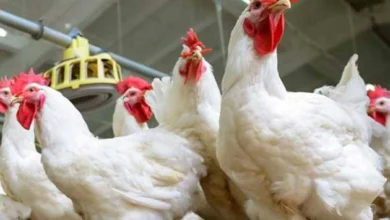 بورصة أسعار الدواجن اليوم الثلاثاء 14 أبريل 2026 حركة الفراخ البيضاء في الأسواق والمزارع