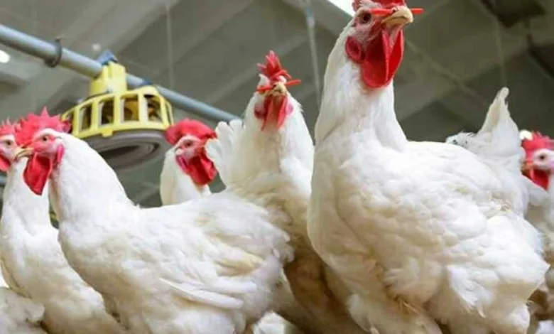 بورصة أسعار الدواجن اليوم الثلاثاء 14 أبريل 2026 حركة الفراخ البيضاء في الأسواق والمزارع