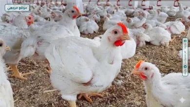 بورصة الدواجن أسعار الفراخ البيضاء اليوم الأحد 12 أبريل 2026 تستقر بشكل ملحوظ في الأسواق مع توقعات ثابتة
