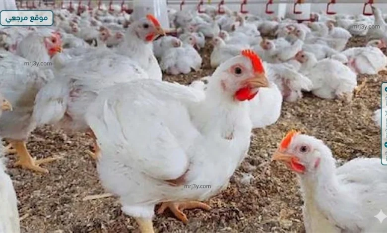 بورصة الدواجن أسعار الفراخ البيضاء اليوم الأحد 12 أبريل 2026 تستقر بشكل ملحوظ في الأسواق مع توقعات ثابتة