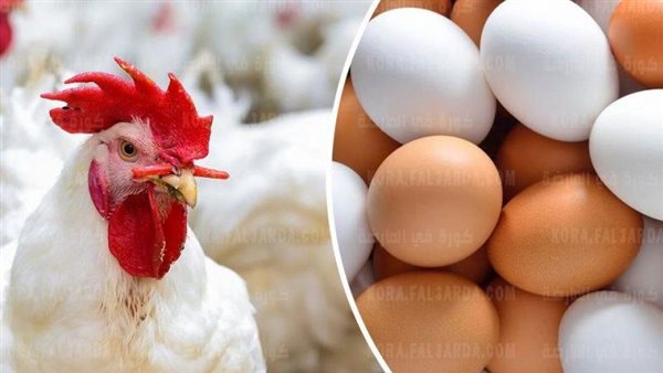 بورصة الدواجن اليوم الخميس سعر كيلو الفراخ البيضاء في الأسواق يتغير