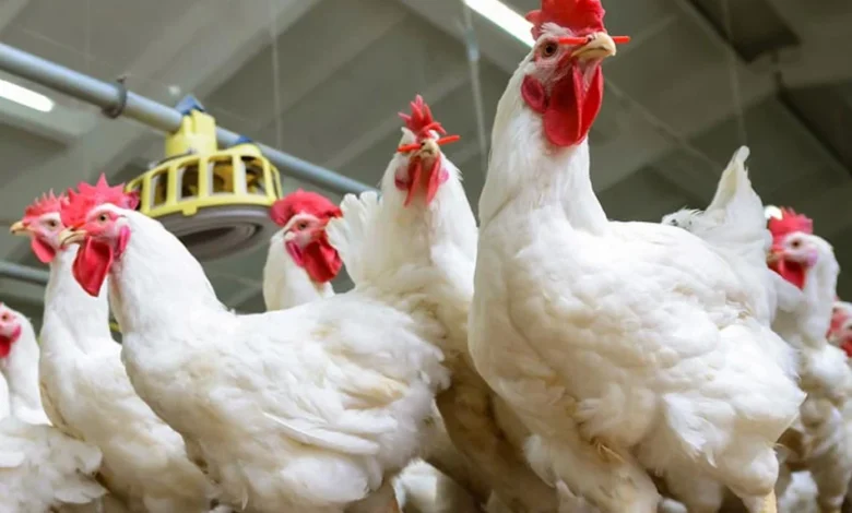 بورصة الدواجن اليوم تحديث جديد لأسعار الفراخ البيضاء والبيض السبت