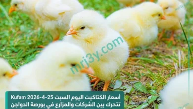 بورصة الدواجن تحرك أسعار الكتاكيت اليوم السبت بين الشركات والمزارع