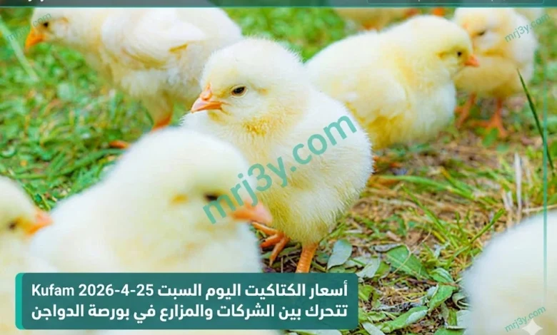 بورصة الدواجن تحرك أسعار الكتاكيت اليوم السبت بين الشركات والمزارع