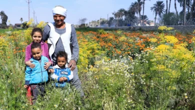 تاريخ صرف منحة تكافل وكرامة مايو 2026 والاستعلام والشروط المطلوبة