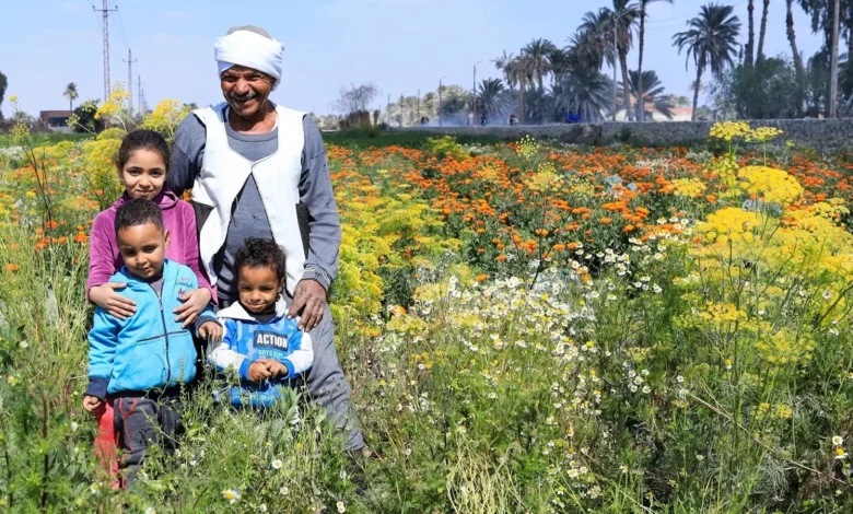 تاريخ صرف منحة تكافل وكرامة مايو 2026 والاستعلام والشروط المطلوبة