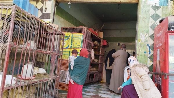 تباين ملحوظ في أسعار الفراخ والبيض بسوق الدواجن اليوم الخميس