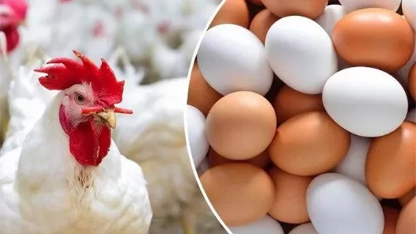 تحديث أسعار الفراخ البيضاء في الأسواق المحلية اليوم