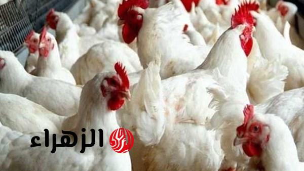 تحديث أسعار الفراخ البيضاء والكتاكيت والبيض وسعر كيلو الدجاج في الأسواق السبت القادم