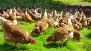 تحديث تسعيرة الفراخ البيضاء اليوم الثلاثاء وأسعار البيع الرسمية في الأسواق المصرية