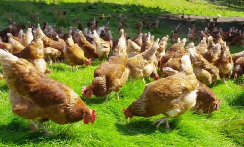 تحديث تسعيرة الفراخ البيضاء اليوم الثلاثاء وأسعار البيع الرسمية في الأسواق المصرية