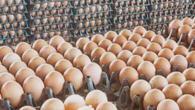 تحديث حصري أسعار البيض اليوم الاثنين في مصر مع أحدث التحركات والتوقعات