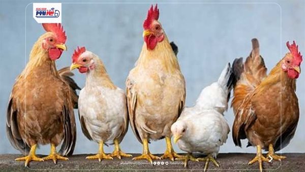 تحديث سعر كيلو الفراخ البيضاء للجمهور اليوم الجمعة يثير دهشة المستهلكين