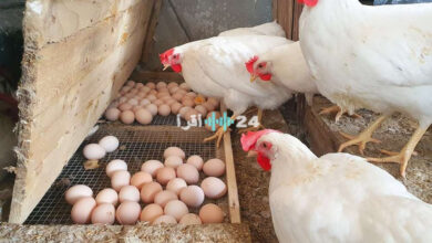 تحديث شامل لأسعار الدواجن والبيض اليوم السبت 25 أبريل 2026 في أسواق البورصة المختلفة