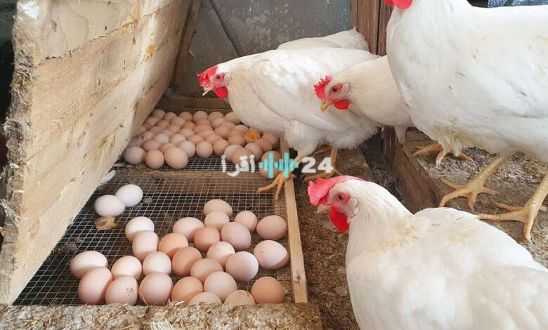 تحديث شامل لأسعار الدواجن والبيض اليوم السبت 25 أبريل 2026 في أسواق البورصة المختلفة