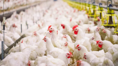 تحديث لحظي في بورصة الدواجن اليوم الأحد سعر الفراخ البيضاء والساسو والبيض يتراجع والأسواق تشهد تغيرات مهمة للمستهلك