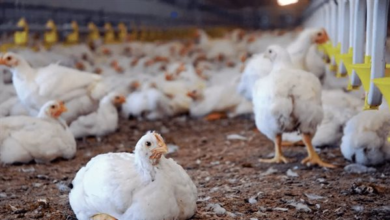 تحديث يومي شامل لأسعار الفراخ الجمعة العاشر من إبريل 2026 في الأسواق المحلية