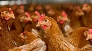 تحديثات أسعار الفراخ البيضاء في الأسواق المصرية اليوم الخميس 23 أبريل 2026