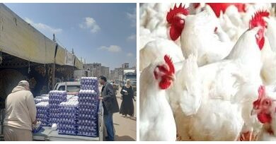 تحديثات حصرية في بورصة الدواجن وأسعار الفراخ والبيض اليوم الاثنين في أبريل 2026