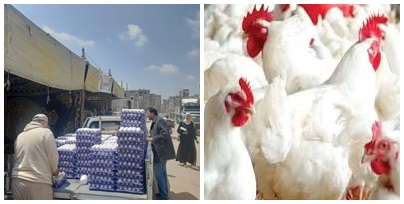 تحديثات حصرية في بورصة الدواجن وأسعار الفراخ والبيض اليوم الاثنين في أبريل 2026