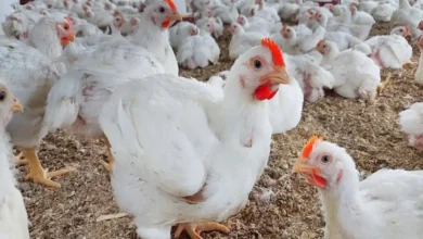 تحركات غير متوقعة في بورصة الدواجن اليوم في مصر وأسعار الفراخ البيضاء تتغير بشكل مفاجئ