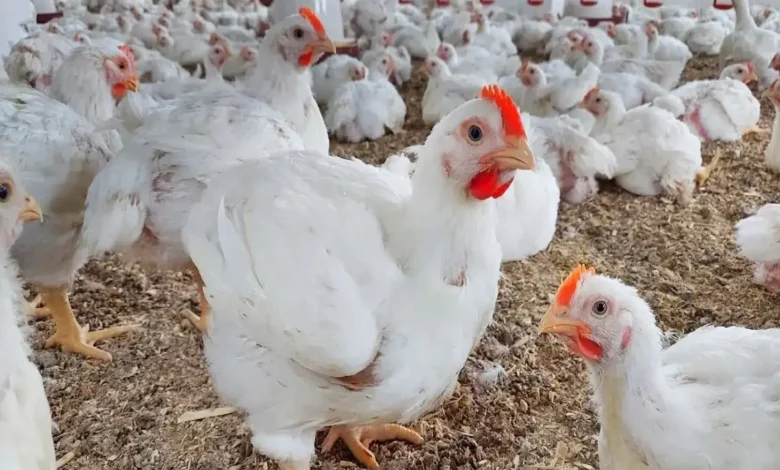 تحركات غير متوقعة في بورصة الدواجن اليوم في مصر وأسعار الفراخ البيضاء تتغير بشكل مفاجئ